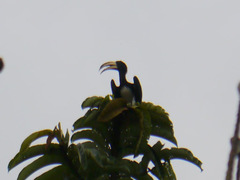 Lophoceros fasciatus