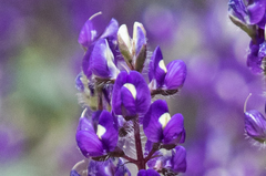 Lupinus flavoculatus
