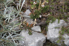 Draba cuspidata