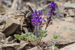 Lupinus flavoculatus