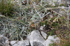 Draba cuspidata