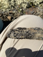 Protoparmelia
