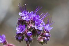 Phacelia crenulata crenulata