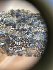 Protoparmelia