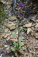 Phacelia crenulata crenulata