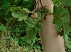 Andricus infectorius