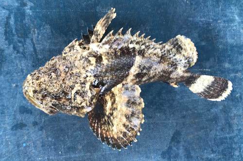 Yellowfin scorpionfish (Scorpaenopsis neglecta) — Scorpaenidae — 2