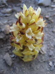 Kopsiopsis strobilacea