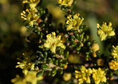 Asterolasia trymalioides