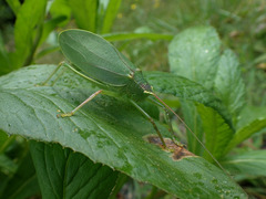 Pterophylla