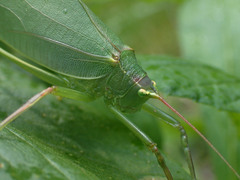 Pterophylla