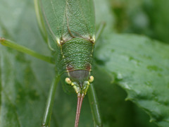 Pterophylla