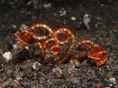 Ophiotrichidae