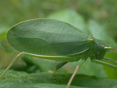 Pterophylla