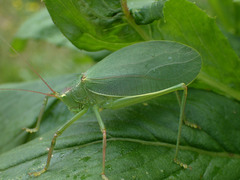 Pterophylla