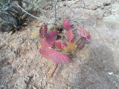Opuntia gosseliniana