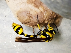 Phimenes flavopictus flavopictus