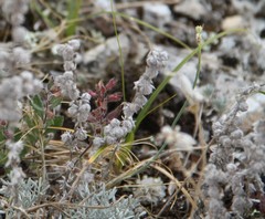 Artemisia alpina