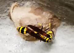 Phimenes flavopictus flavopictus
