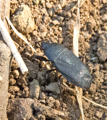 Lethaeus cribratissimus