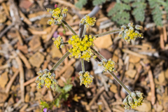 Lomatium foeniculaceum fimbriatum