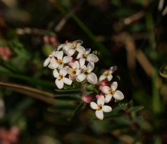 Pimelea alpina