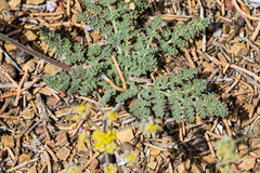 Lomatium foeniculaceum fimbriatum