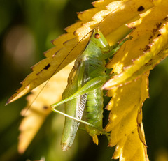 Orchelimum gladiator