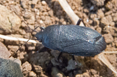 Lethaeus cribratissimus