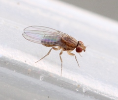 Drosophila busckii