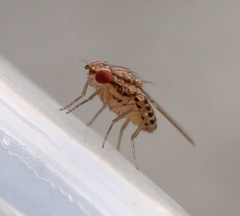 Drosophila busckii