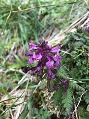 Pedicularis refracta transmorrisonensis