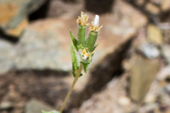 Mentzelia montana