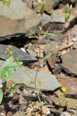 Mentzelia montana