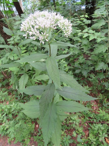 Eupatorium makinoi iNat (1)
