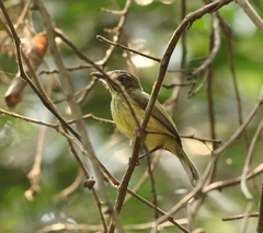 Hemitriccus striaticollis