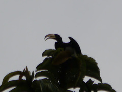 Lophoceros fasciatus
