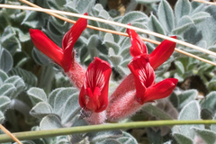 Astragalus coccineus