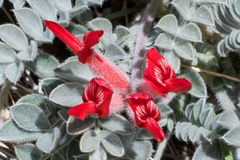 Astragalus coccineus