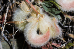 Astragalus coccineus