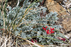 Astragalus coccineus