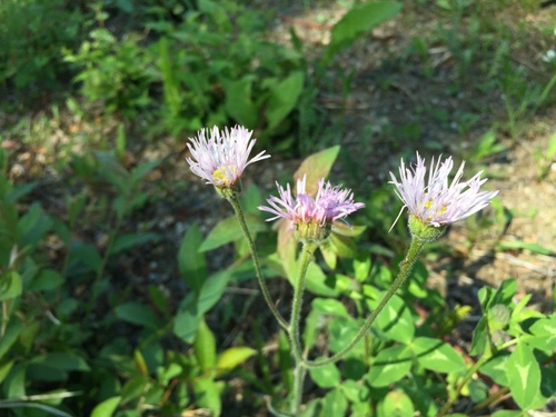 Erigeron glabellus var. pubescens