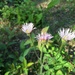 Quantum Fleabane - Photo (c) Jason Grant, some rights reserved (CC BY), uploaded by Jason Grant