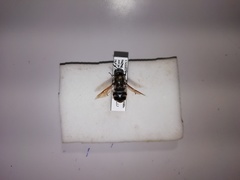 Stratiomys longicornis