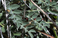 Astragalus coccineus