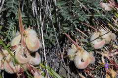 Astragalus coccineus