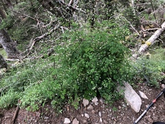 Thalictrum javanicum