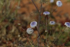 Trachymene glaucifolia