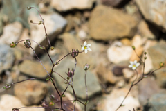 Nemacladus inyoensis