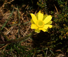 Ranunculus gunnianus